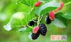 春天的桑叶可以做茶吗 夏季桑叶做茶可以吗