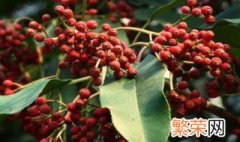 花椒树的修剪技术 成型花椒树修剪方法