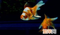 室内怎么养金鱼 室内养金鱼的方法