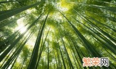 罗汉竹怎么养 罗汉竹的养殖方法