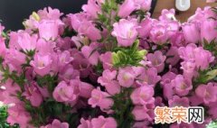 风铃草怎么养长得好 风铃草的养殖方法