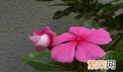 五叶梅怎么养 五叶梅的养殖方法和注意事项