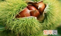 栗子的储存方法 栗子的储存方法简述