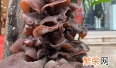 刚从树上摘下的木耳能吃吗 树上摘的木耳能吃吗