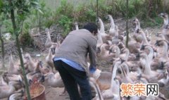 狮头鹅怎么养 狮头鹅养殖方法