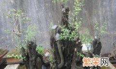 金弹子树桩怎么养 金弹子树桩的养殖方法