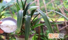 兰花的根要怎么养才会健康 兰花根的养殖方法