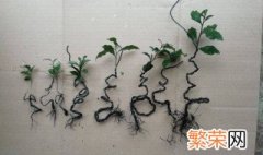金弹子小苗怎么养 金弹子小苗的养殖方法