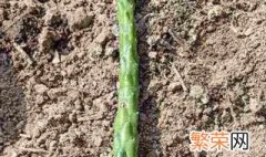 沙漠将军的养殖方法 需要充足的阳光吗