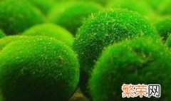 水藻球怎么养 水藻球应该怎么养殖