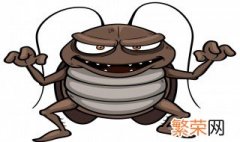 蟑螂会吃死去的同类吗为什么 蟑螂会吃死去的同类吗
