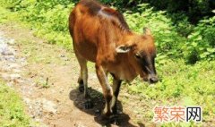 女人梦见黄牛是啥意思 女人梦见黄牛是什么预兆