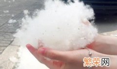 柳絮是柳树的种子吗? 柳絮是柳树的种子吗
