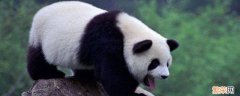 大熊猫是冬眠的动物吗 大熊猫是冬眠的动物吗缺少食物时是