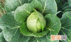 甘蓝菜的施肥方法 甘蓝菜施肥配方