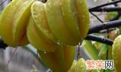 杨桃是几月份成熟的 杨桃是几月份成熟的果子