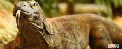 科莫多龙的天敌爪哇虎 科莫多龙的天敌