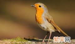 英国的国宝动物是什么英语 英国的国宝动物是什么