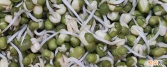 绿豆要几天才能发芽 绿豆需要几天才能发芽