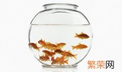 鱼为什么不会被淹死呢? 鱼也会被淹死吗