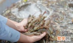 养虾弧菌怎样治 养虾弧菌是什么意思