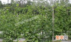 百香果的搭架方法及新材料 百香果的搭架方法