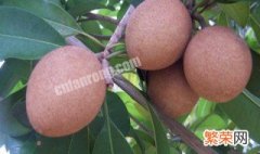 人参果怎么种植技术 人参果怎么种植技术和管理