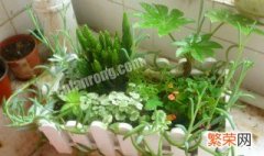 可乐可以浇花吗 可乐可不可以浇花