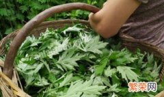 艾草泡脚可以天天泡吗 艾草泡脚可不可以天天泡