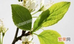 梅花叶子发黄干枯怎么回事 梅花叶子黄了