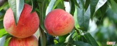 桃子的胚珠发育成什么 桃子的胚珠结构